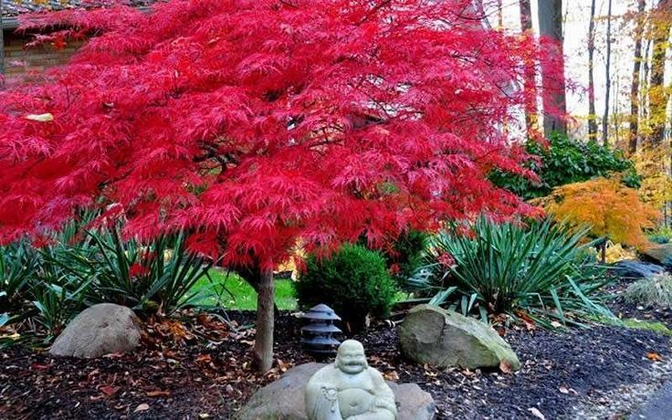 Japanese Maple