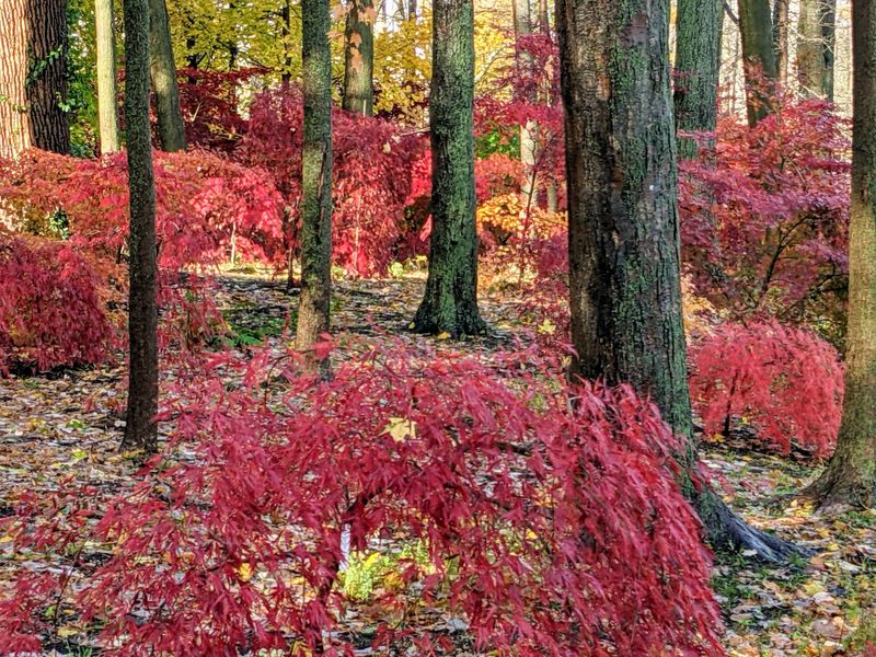 Japanese Maple