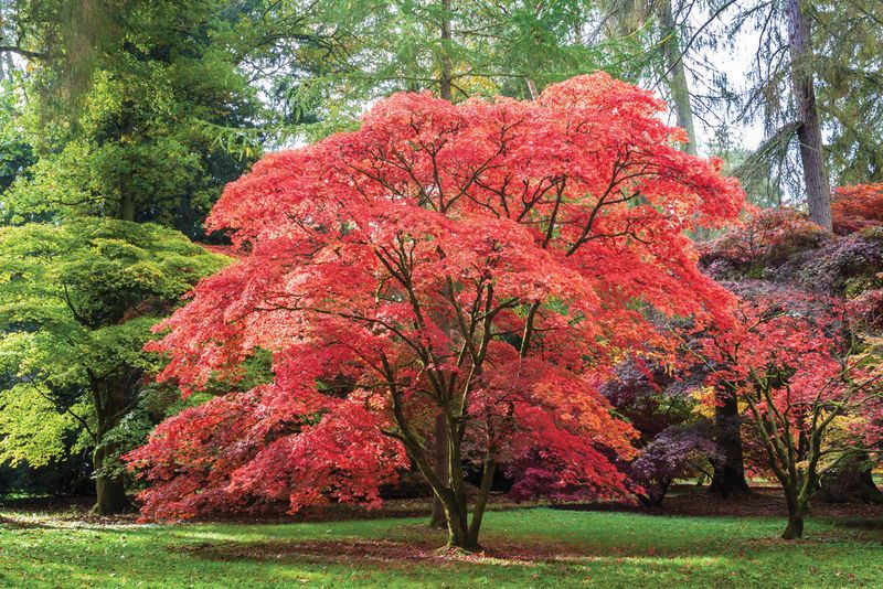 Japanese Maple