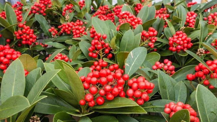 Japanese Skimmia (Skimmia japonica)