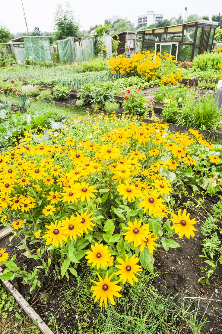 Jerusalem Artichokes