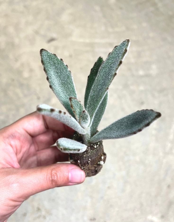 Kalanchoe Tomentosa