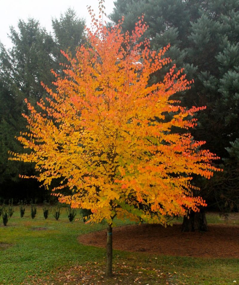 Katsura Tree