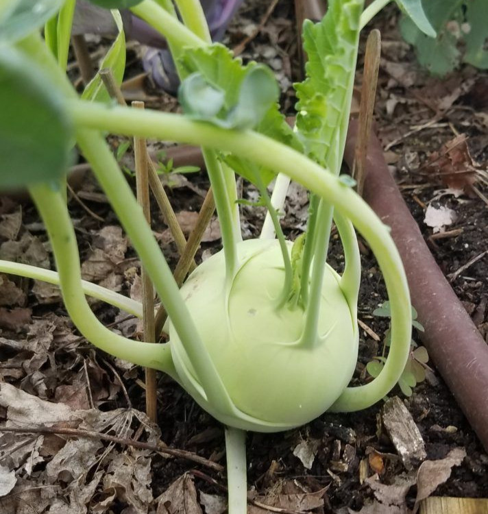 Kohlrabi