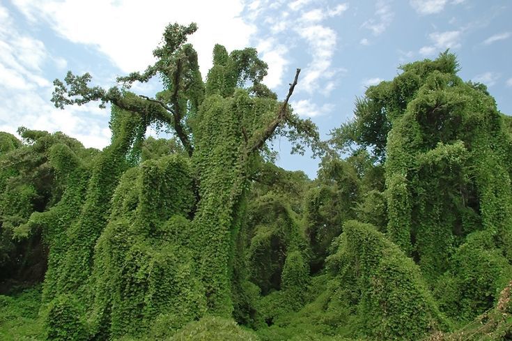 Kudzu