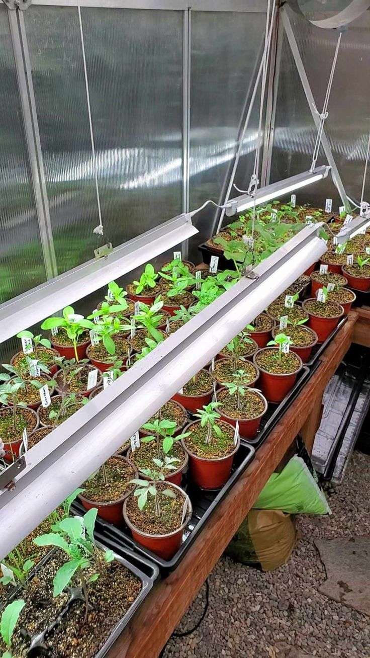 LED Grow Lights