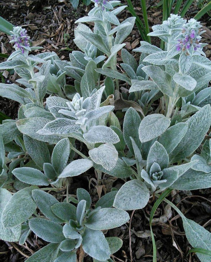 Lamb's Ear (Stachys byzantina)