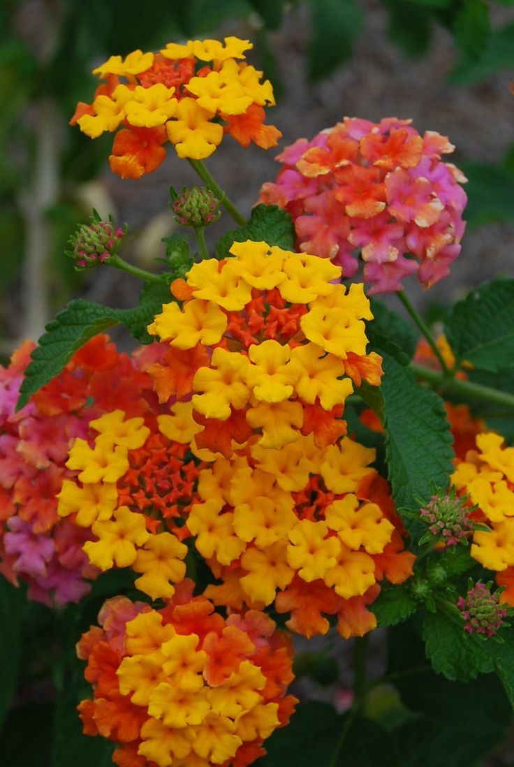 Lantana