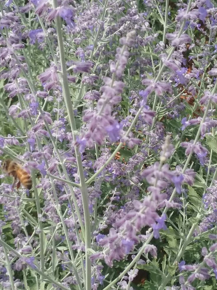 Lavandula stoechas