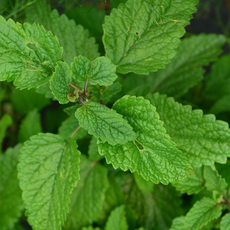 Lemon Balm