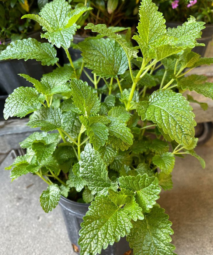 Lemon Balm