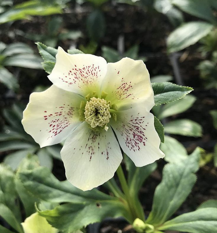 Lenten Rose