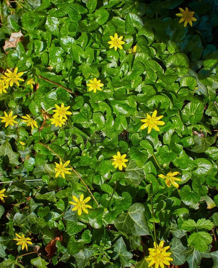 Lesser Celandine