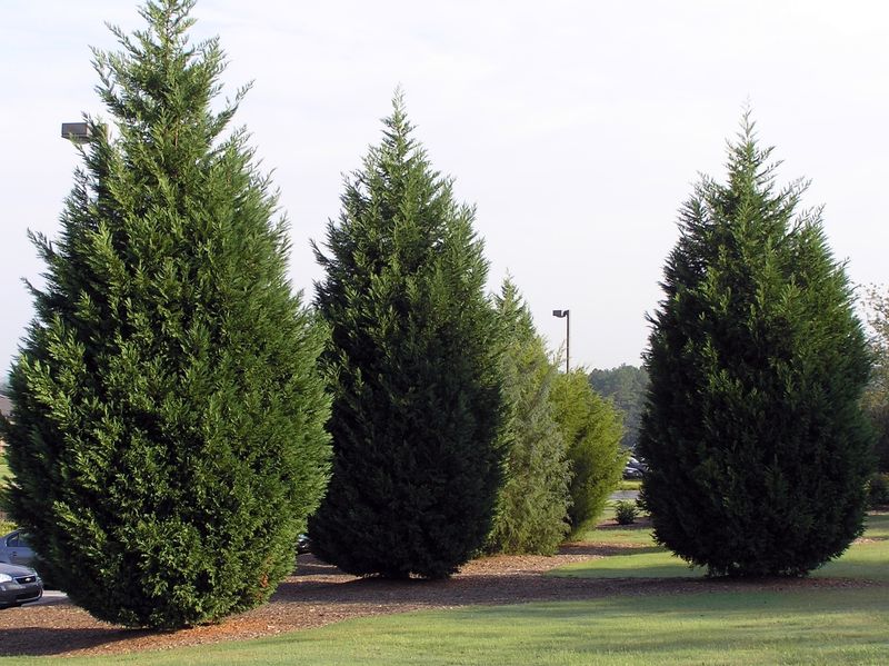 Leyland Cypress