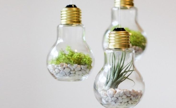 Light Bulb Terrarium