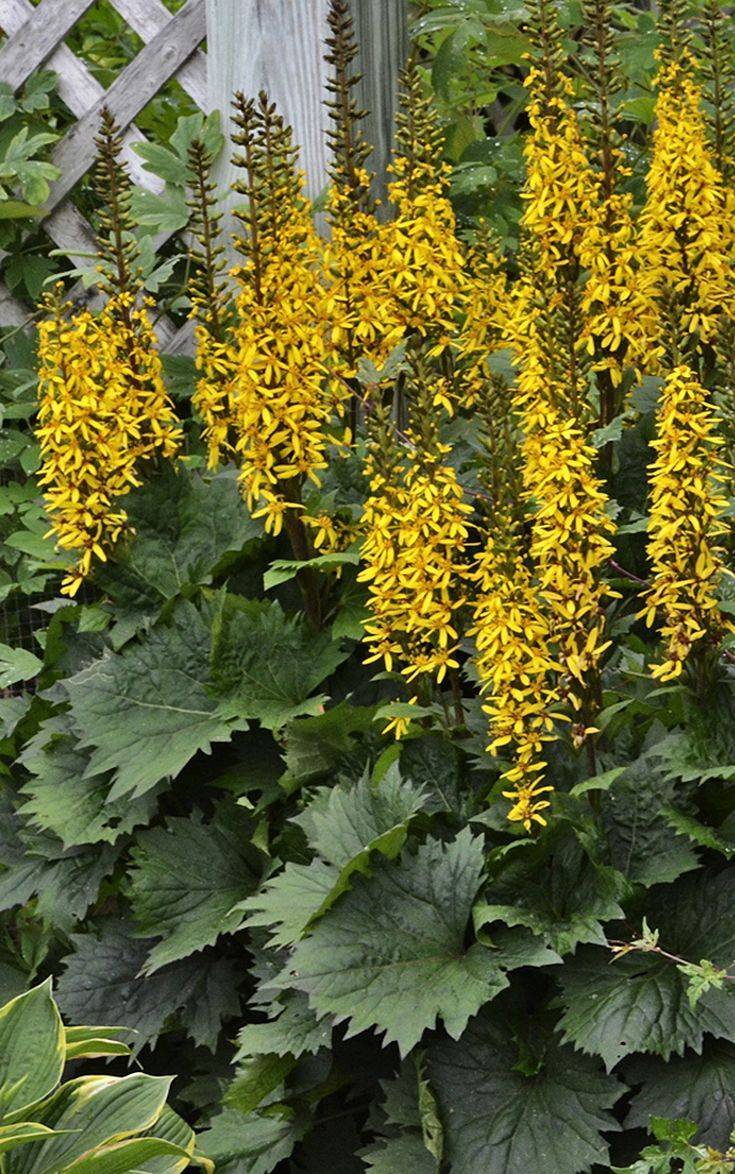 Ligularia