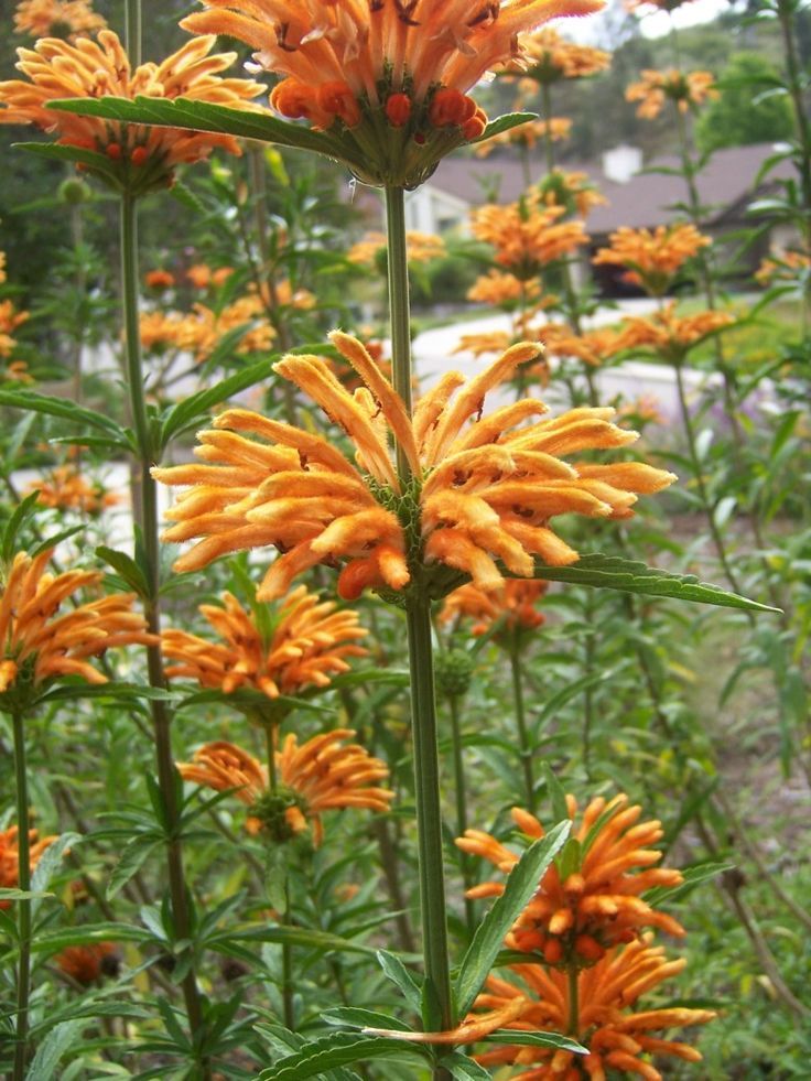 Lion's Ear (Leonotis leonurus)