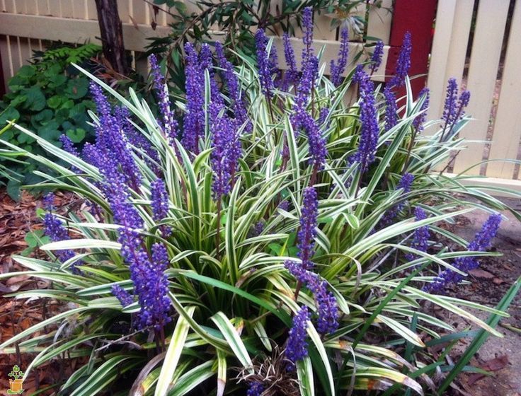 Liriope (Lilyturf)