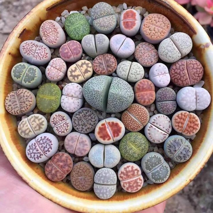 Lithops (Living Stones)