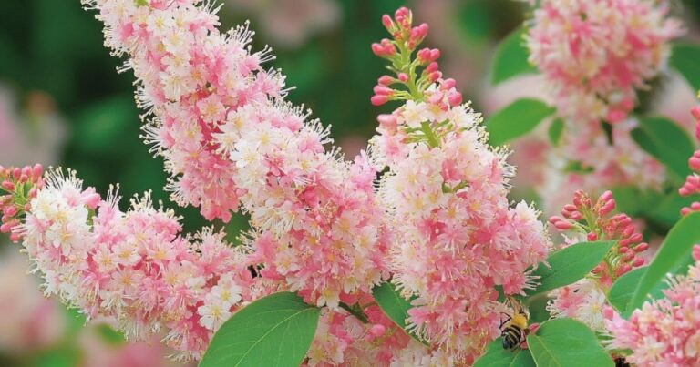 Love Hydrangeas? You’ll Adore These 34 Blooming Beauties