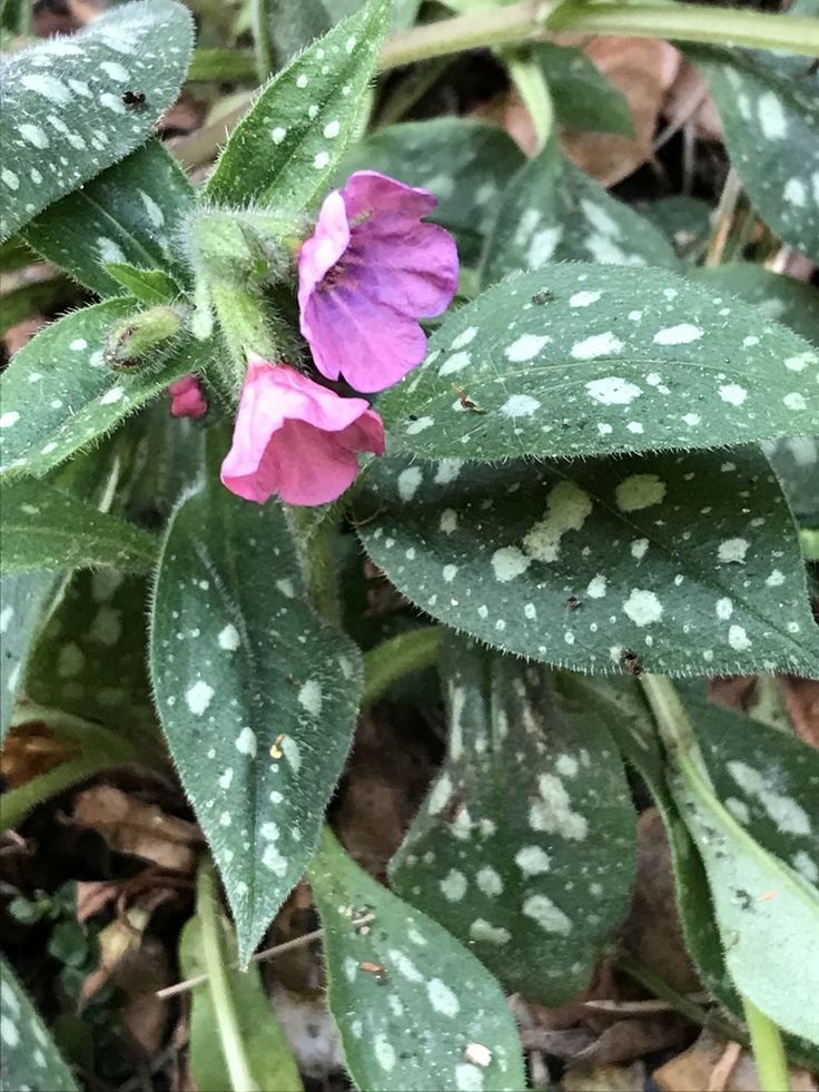 Lungwort (Pulmonaria)