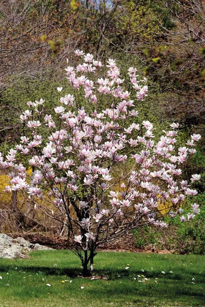 Magnolia