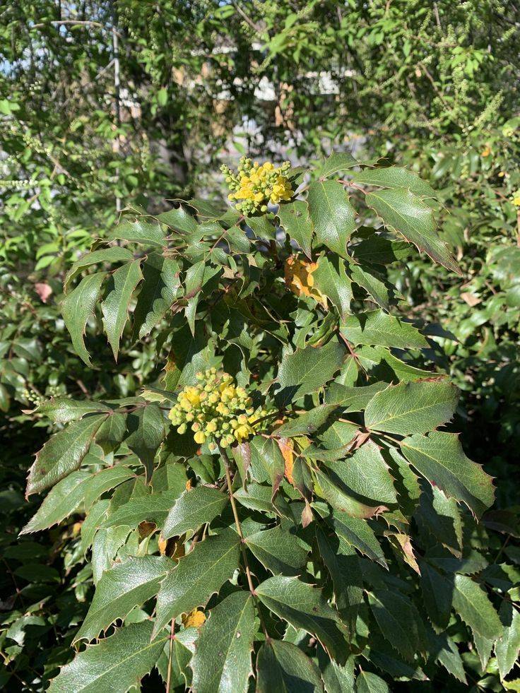 Mahonia Aquifolium