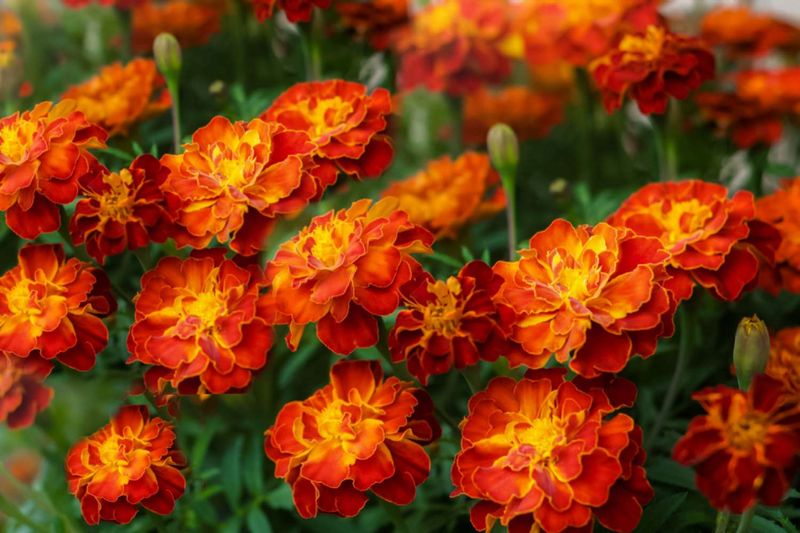 Marigolds