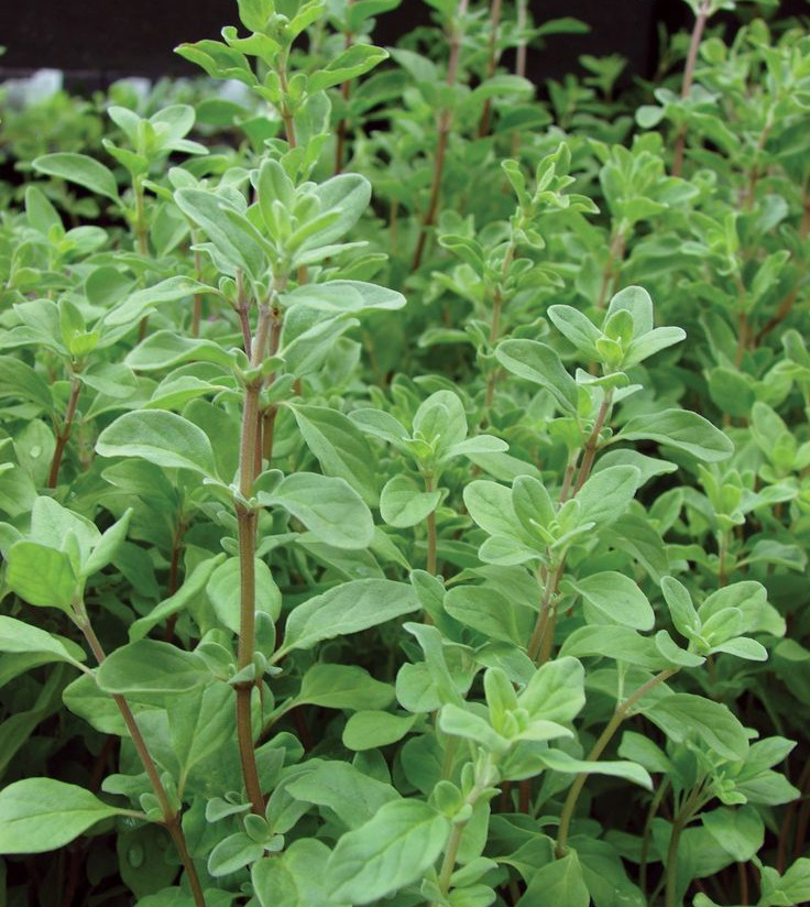 Marjoram