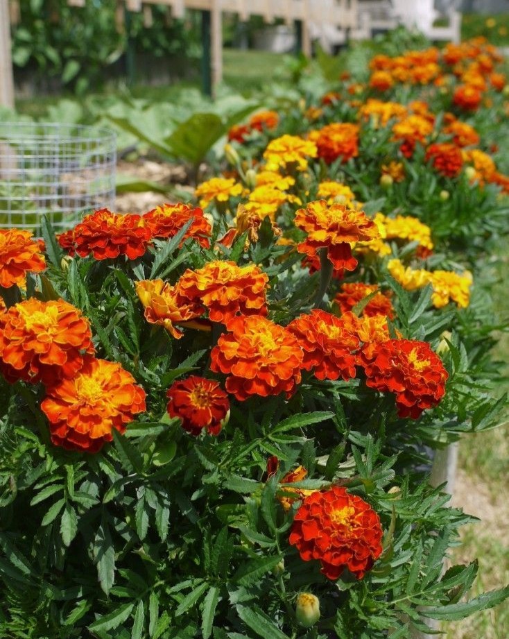 Maximizing Flowering Season