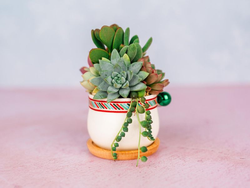 Mini Succulent Plant