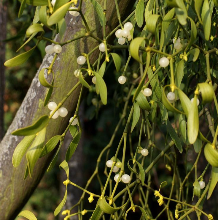 Mistletoe