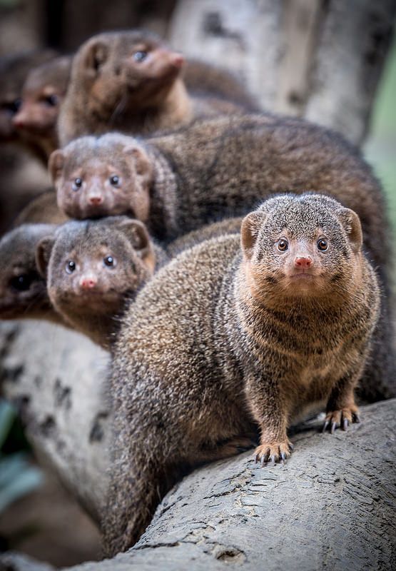 Mongooses