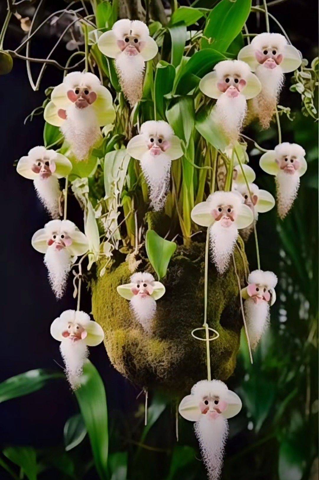 Monkey Face Orchid (Dracula simia)