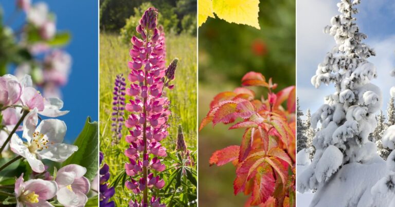 Gardening Through the Year: Monthly To-Do’s for 2025