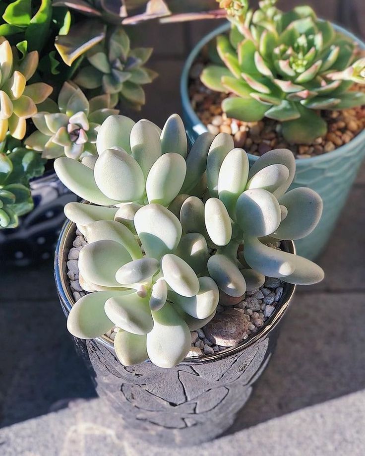 Moonstone Succulent