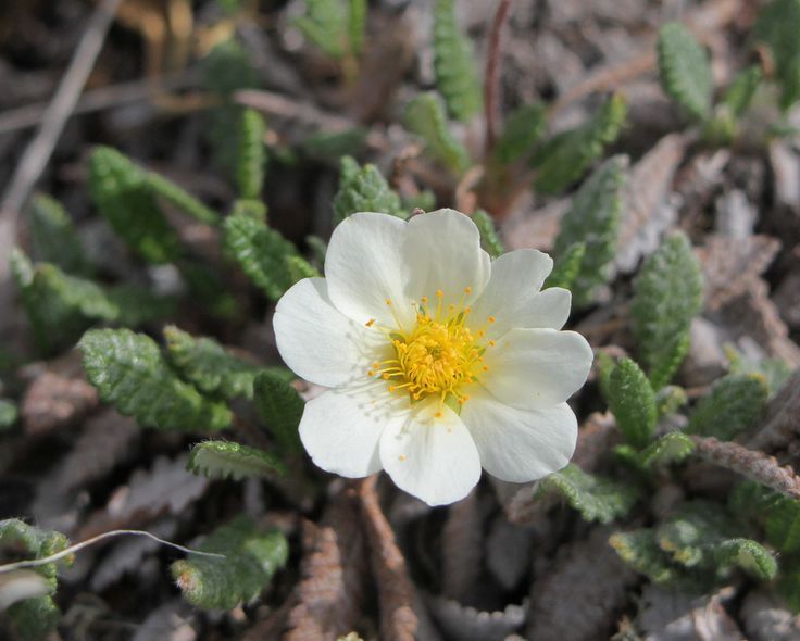 Mountain Avens (Dryas)