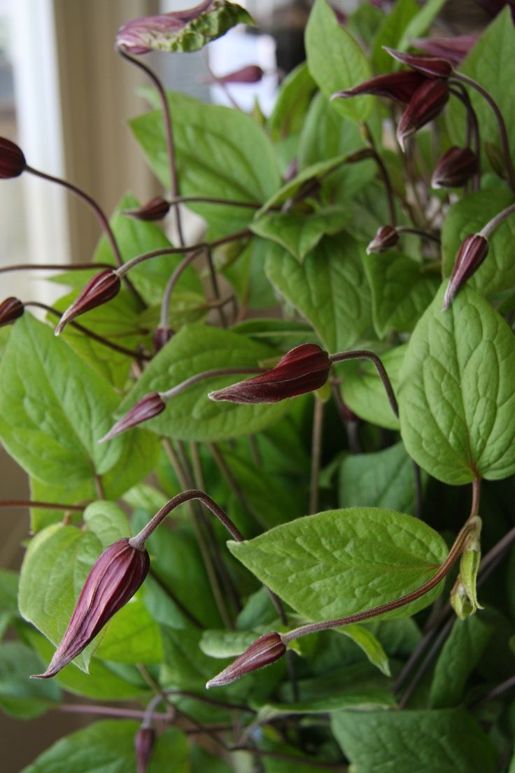 Mouse Plant (Arisarum proboscideum)