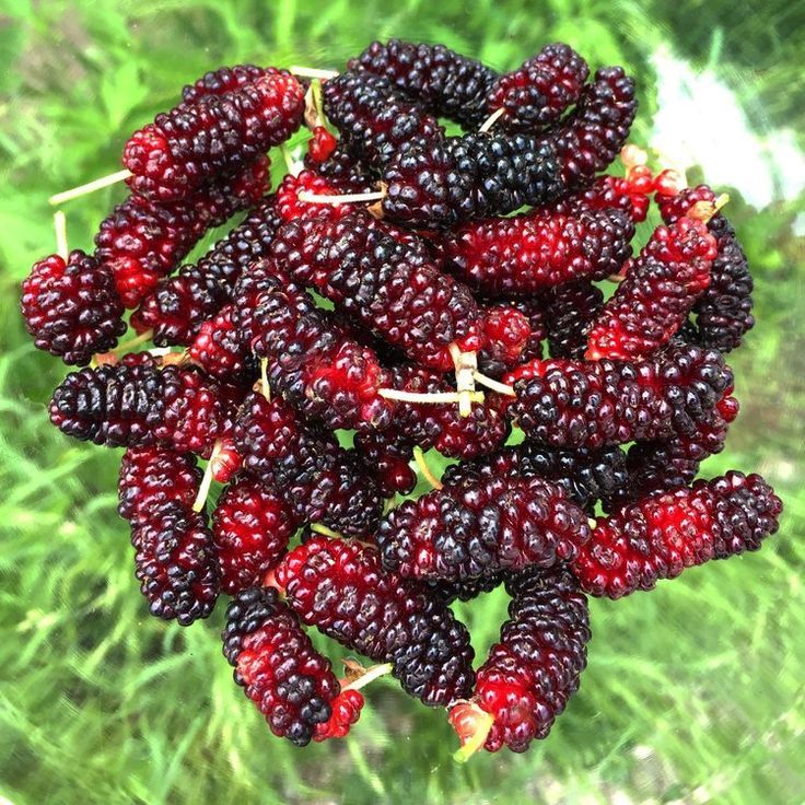 Mulberries