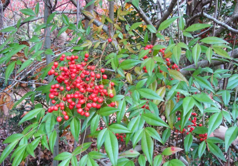 Nandina