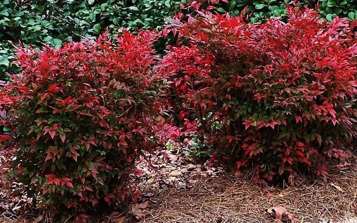 Nandina (Nandina domestica)