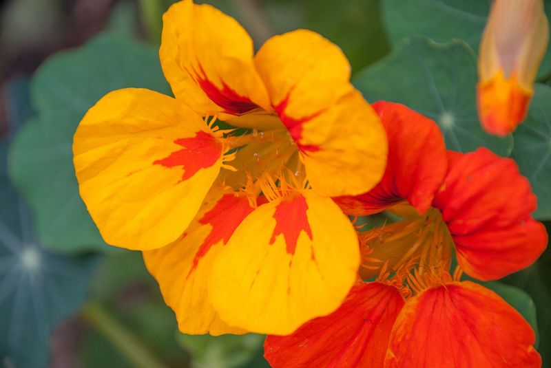 Nasturtiums