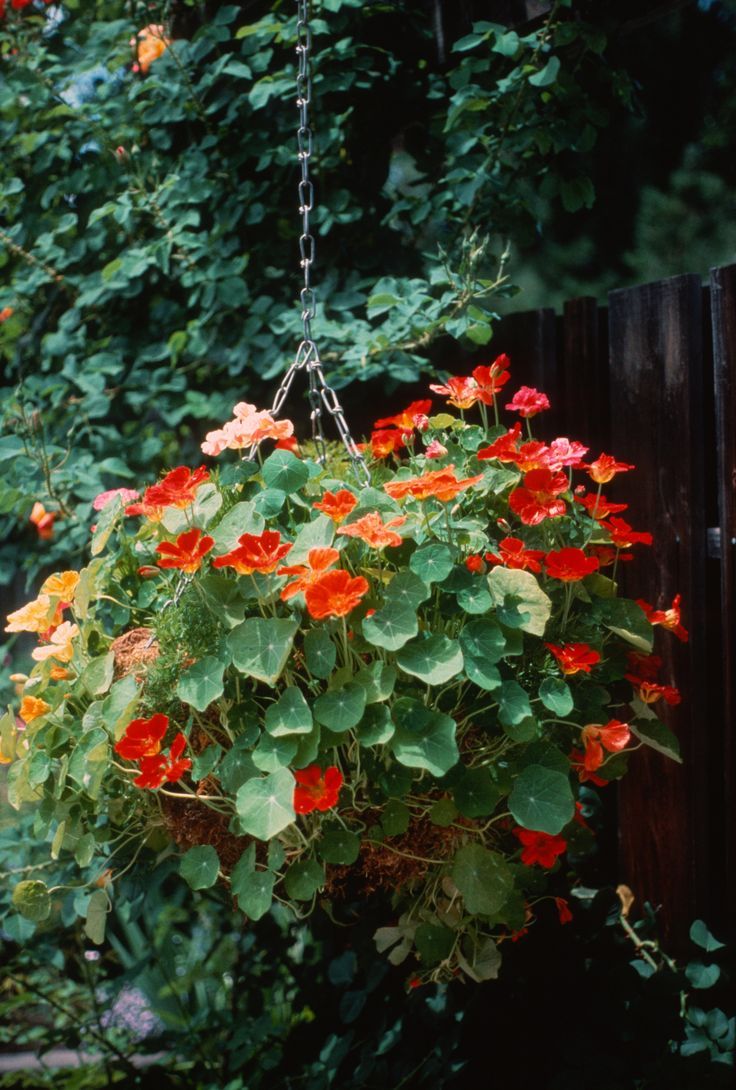 Nasturtiums