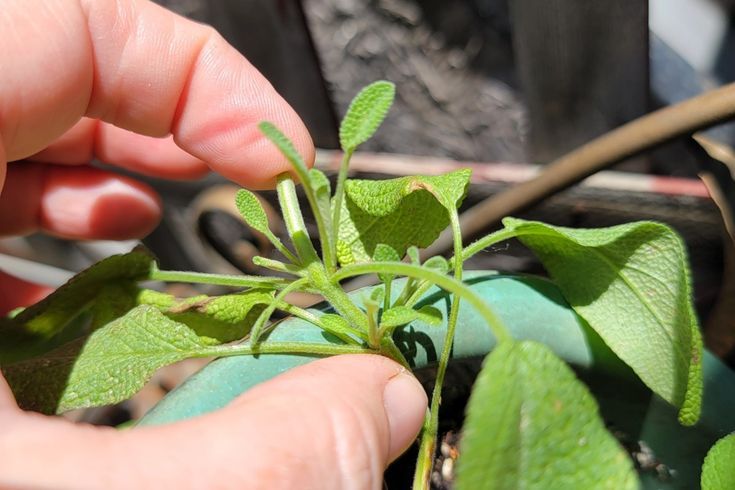 Neglecting Pruning