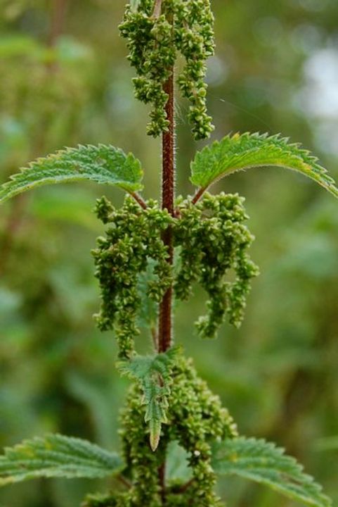 Nettle