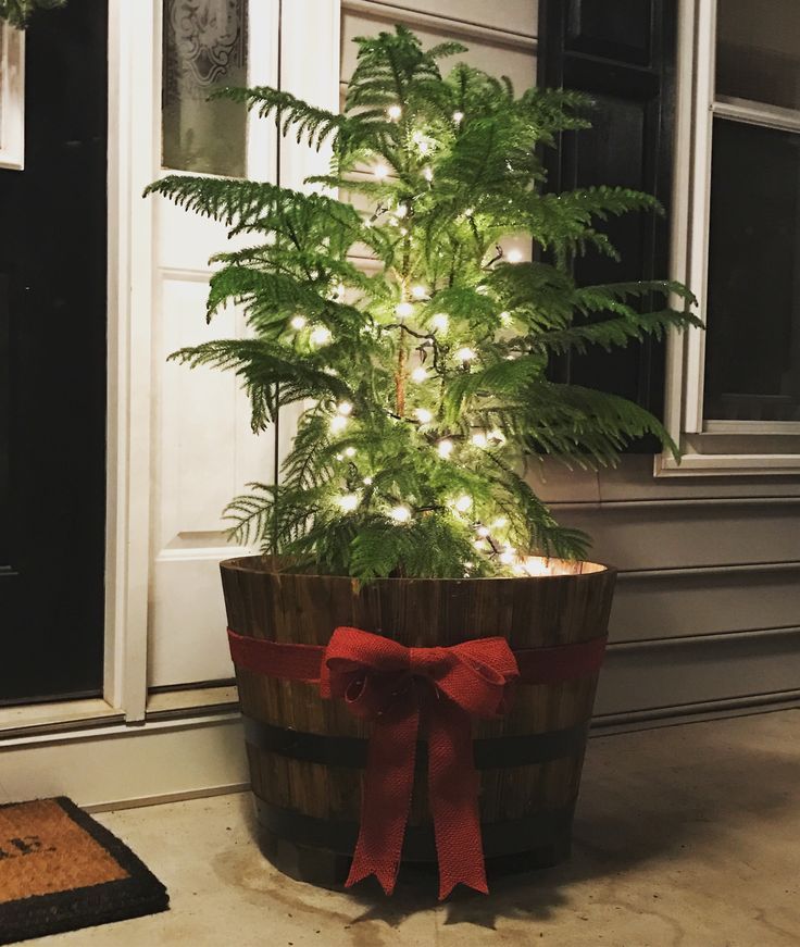 Norfolk Island Pine