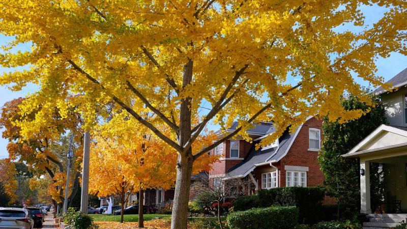 Norway Maple