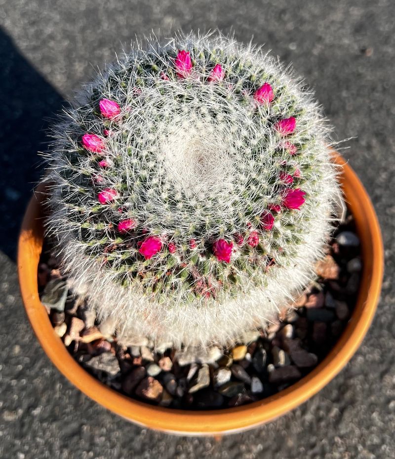 Old Lady Cactus