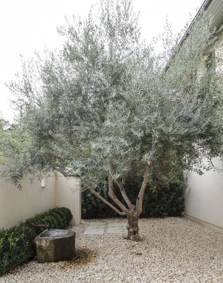 Olive Tree