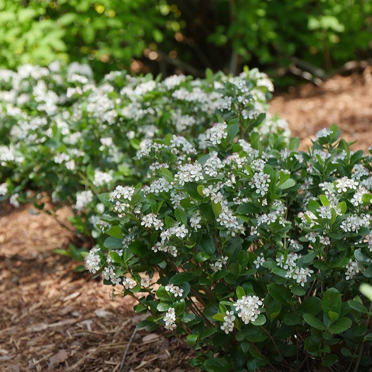 Opt for Low-Grow Shrubs